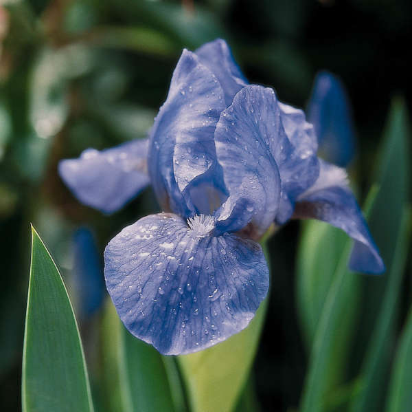 Iris 'Manhattan Blue' Dwarf Iris