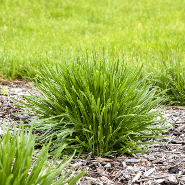 Allium 'Needlepoint' Ornamental Onion