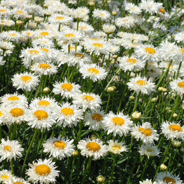 Leucanthemum 'Crazy Daisy' Shasta Daisy