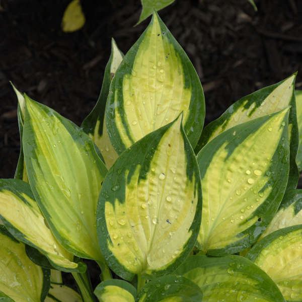 Hosta 'Orange Marmalade' Hosta