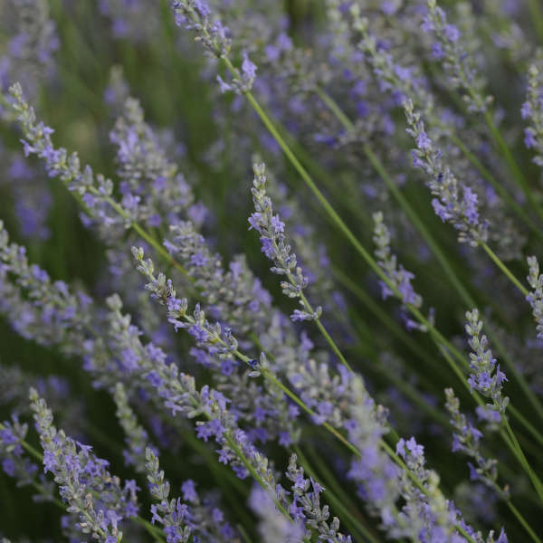 Lavandula 'Provence' French Lavender