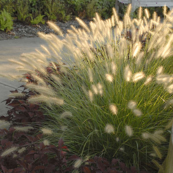 Pennisetum 'Hameln' Dwarf Fountain Grass