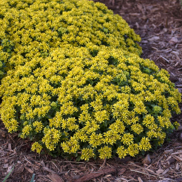 Sedum 'Little Miss Sunshine' Stonecrop