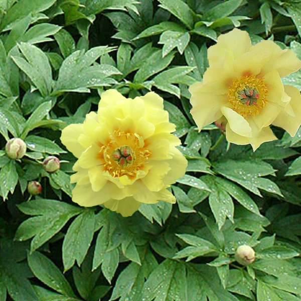 Southern Peony: 2016 First Intersectional Peony Seeds!