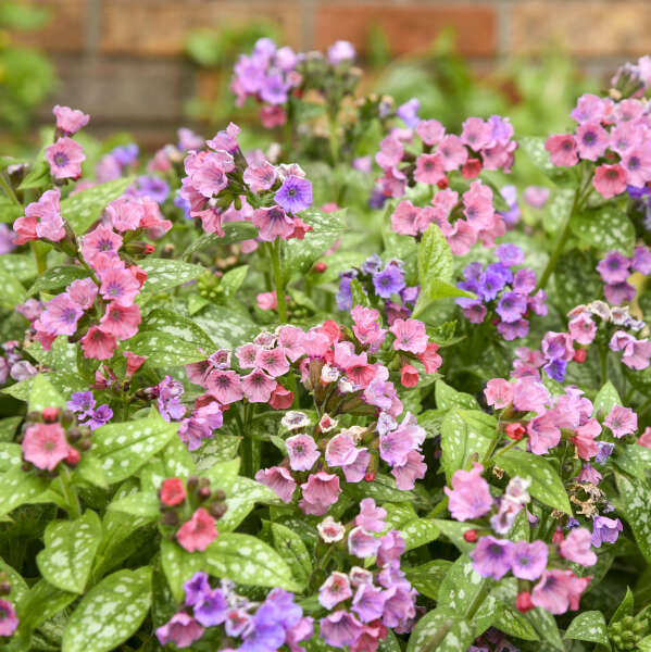 Pulmonaria 'Pretty in Pink' Lungwort