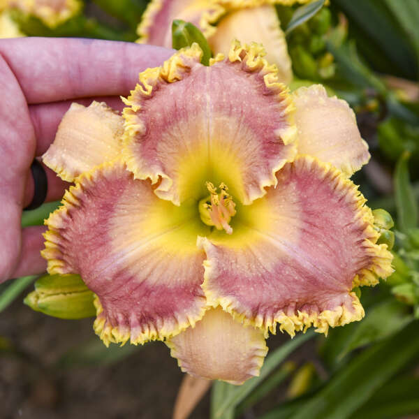 Hemerocallis 'Now You See Me' Daylily