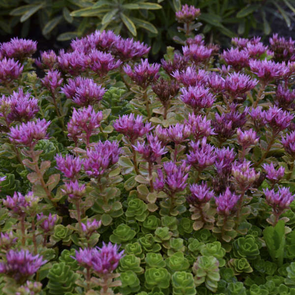 Sedum 'Summer Glory' Two-row Stonecrop