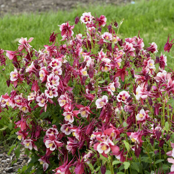 Aquilegia EARLYBIRD™ Red White ('PAS1258484') Columbine