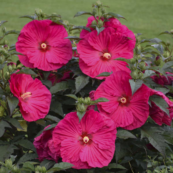 Hibiscus 'Summer in Paradise' Rose Mallow