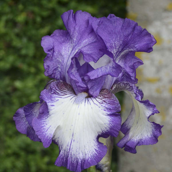 Iris 'Bountiful Harvest' Tall Bearded Iris