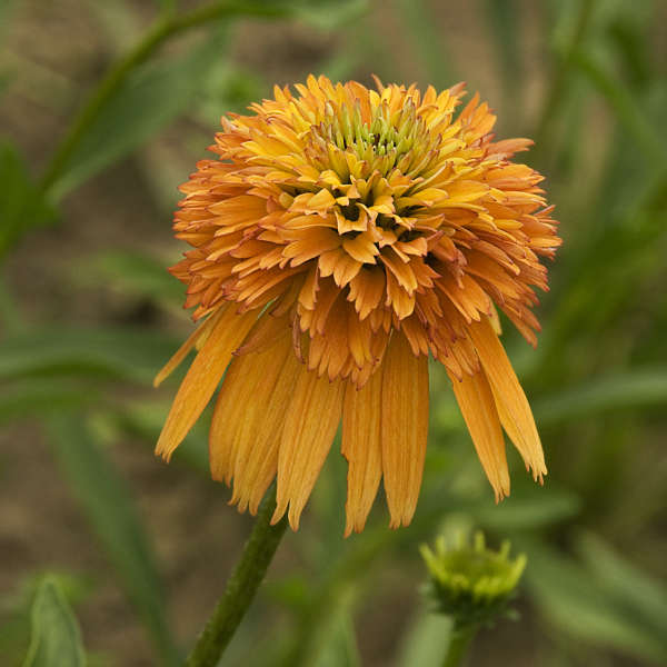 Echinacea 'Marmalade' Coneflower