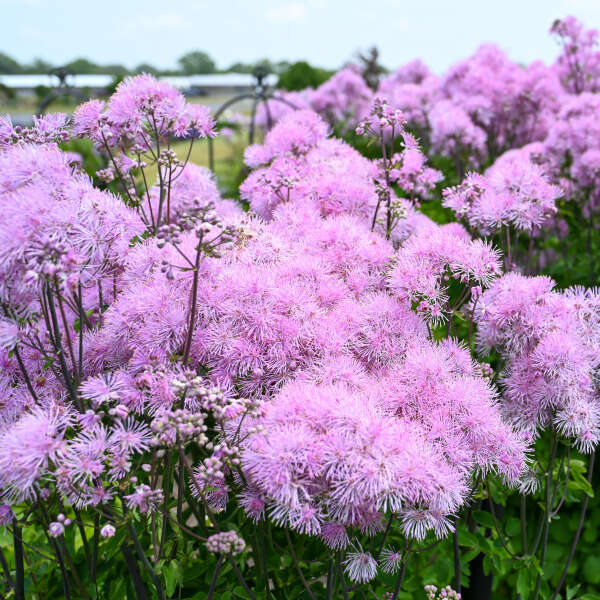 Thalictrum 'Cotton Candy' Meadow Rue