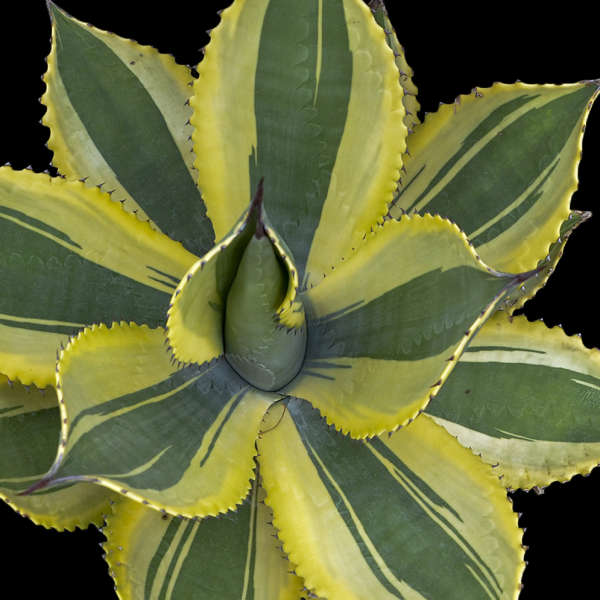 Agave 'Ripple Effect' PP30281 | Walters Gardens, Inc.