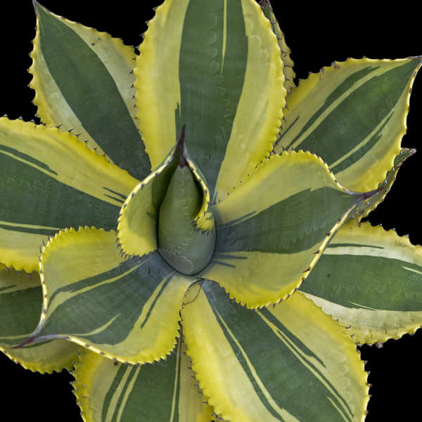 Agave 'Ripple Effect' Hardy Century Plant