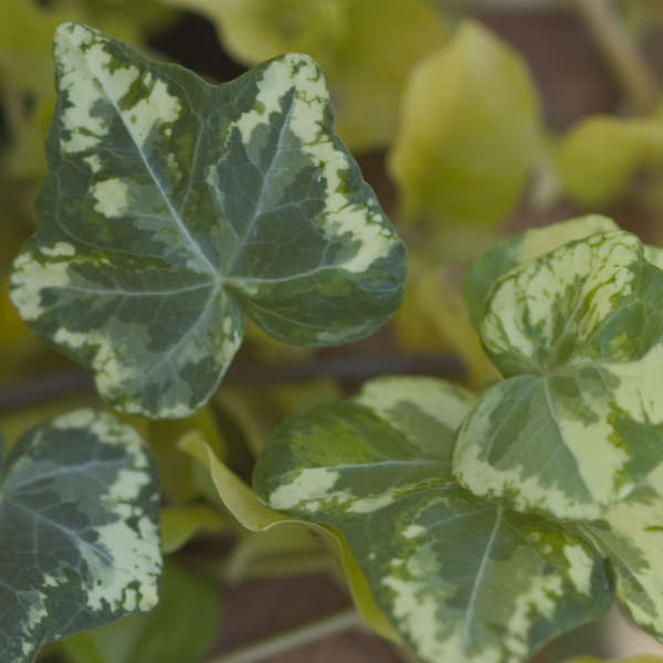 Hedera 'Golden Ingot' English Ivy