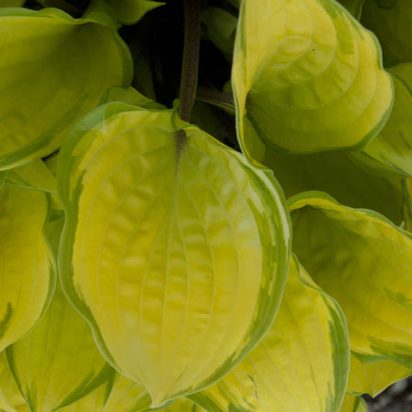 Hosta 'Paradise Island' Hosta