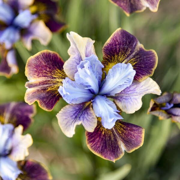 Iris sibirica 'Black Joker' | Walters Gardens, Inc.