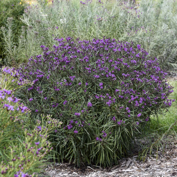 Vernonia 'Prairie Princess' Ironweed