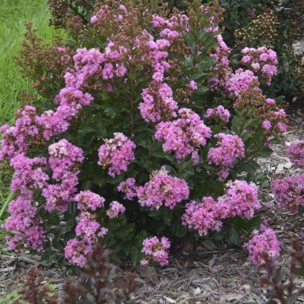 Lagerstroemia 'Frappe Pink' Crapemyrtle