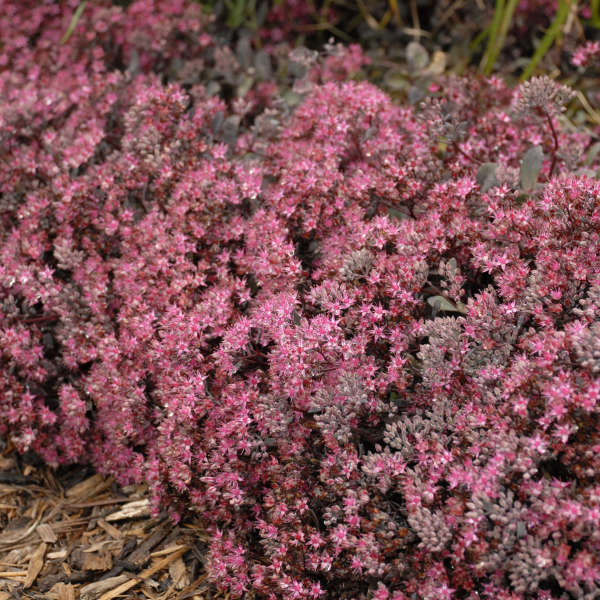 Sedum 'Sunset Cloud' Autumn Stonecrop