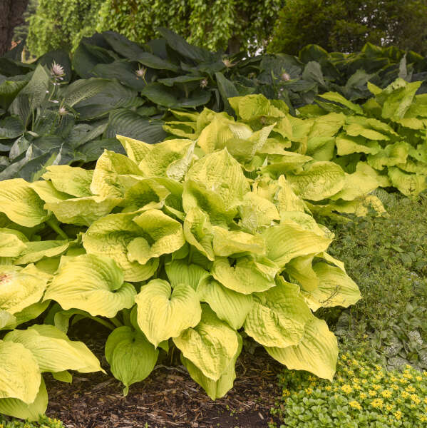 Hosta 'Coast to Coast' Hosta