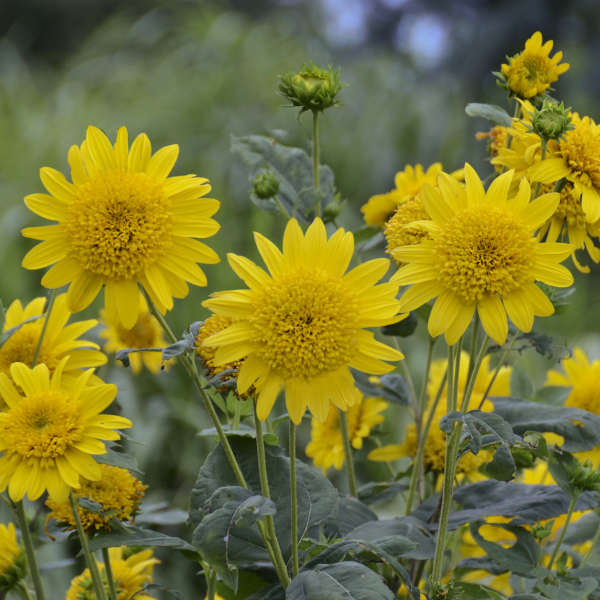 Helianthus 'Happy Days' Perennial Sunflower