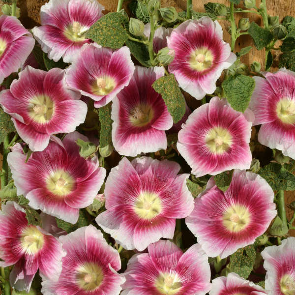 Alcea Halo Series - Blush Hollyhock