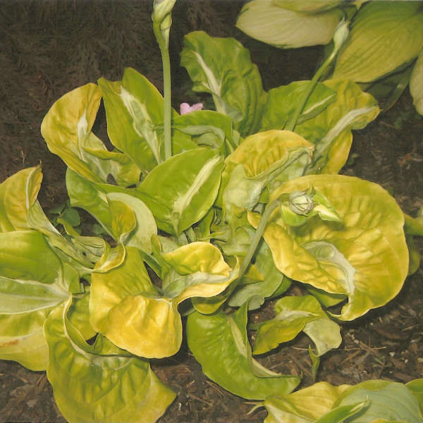 Hosta 'Totally Awe Sum' Hosta