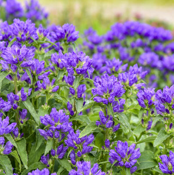 Campanula 'Bells and Whistles' Clustered Bellflower