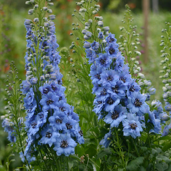 Delphinium 'Moonlight Blues' Hybrid Bee Delphinium