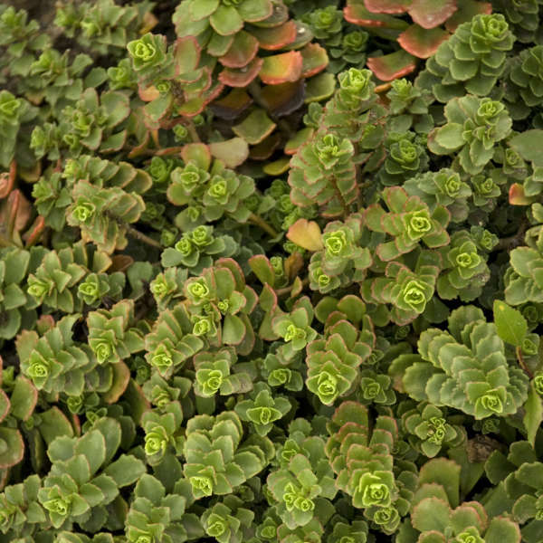 Sedum 'Summer Glory' Two-row Stonecrop