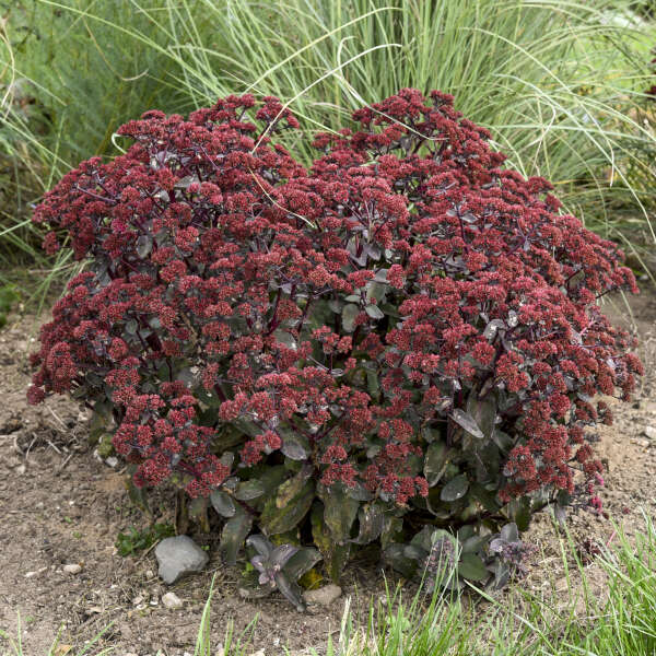Sedum 'Strawberry Milkshake' Autumn Stonecrop