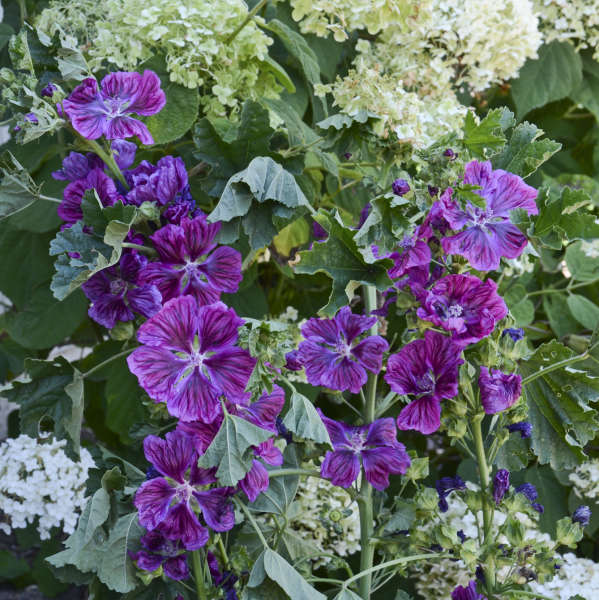 Malva 'Purple Satin' Hollyhock Mallow