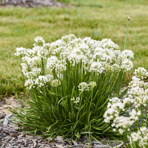 Allium 'Needlepoint' Ornamental Onion