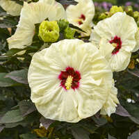 Hibiscus 'Coconut Cream'