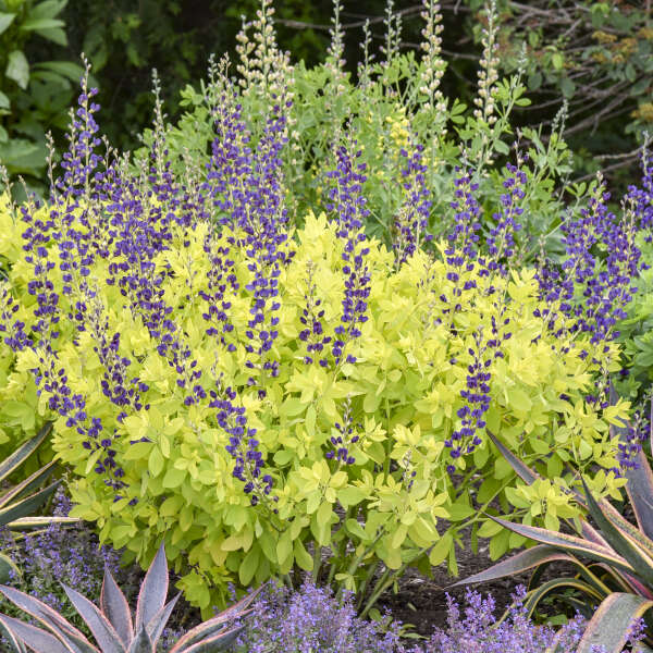 Baptisia 'Golden Anniversary' False Indigo