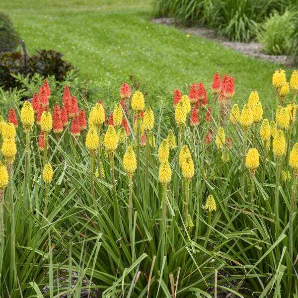 Kniphofia 'Citrus Sunrise' Red Hot Poker