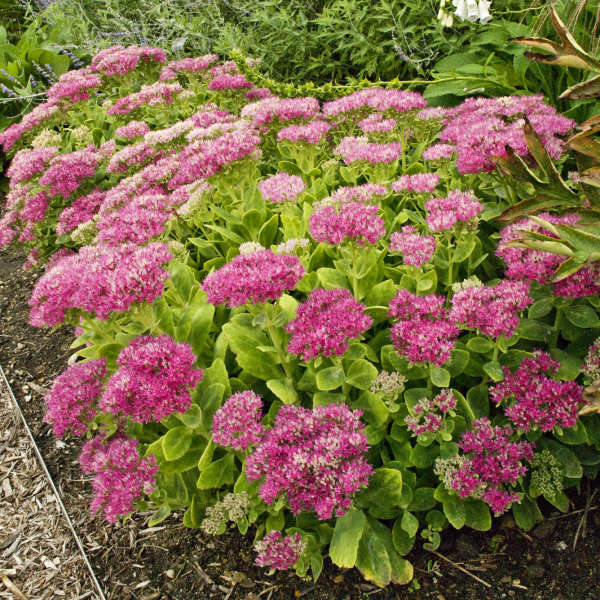 Sedum 'Hot Stuff' Showy Stonecrop