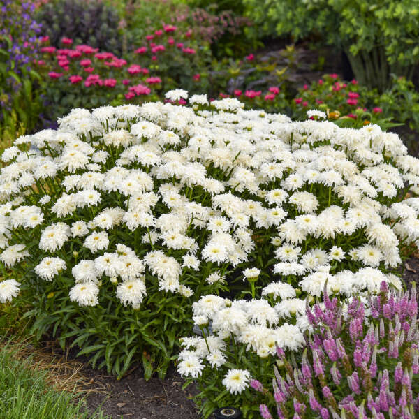 Leucanthemum 'Marshmallow' Shasta Daisy