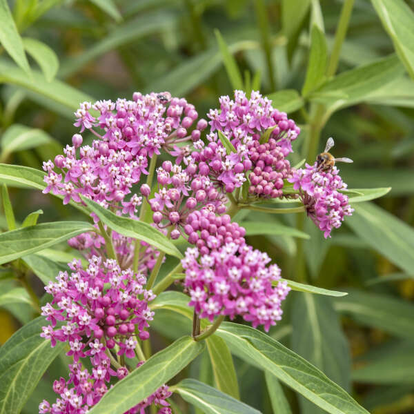 Asclepias 'Cinderella' Swamp Milkweed