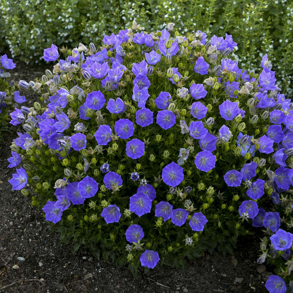 Campanula 'Rapido Blue' Carpathian Bellflower