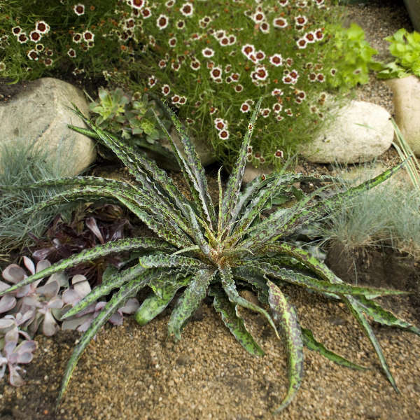 Manfreda 'Chocolate Chips' Perennial Deciduous Agave