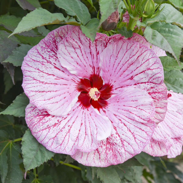 Hibiscus 'Glitter Bomb' Rose Mallow