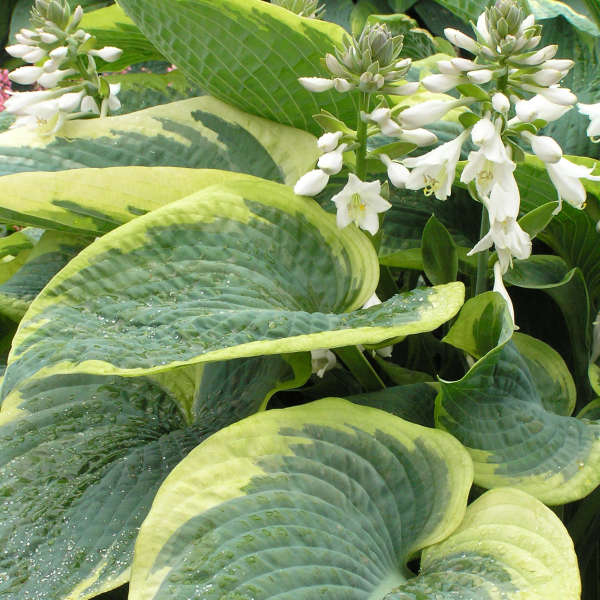 Hosta 'American Halo' Hosta