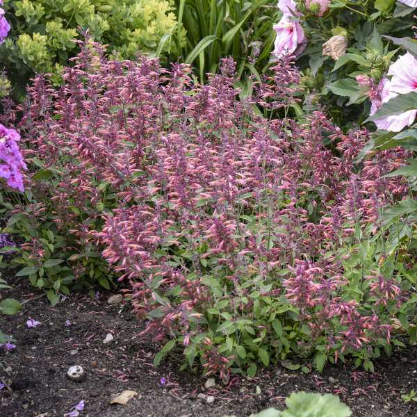 Agastache 'Guava Lava' Anise Hyssop