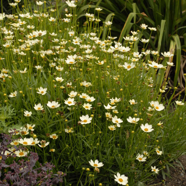 Coreopsis 'Star Cluster' PP23035 | Perennial Resource