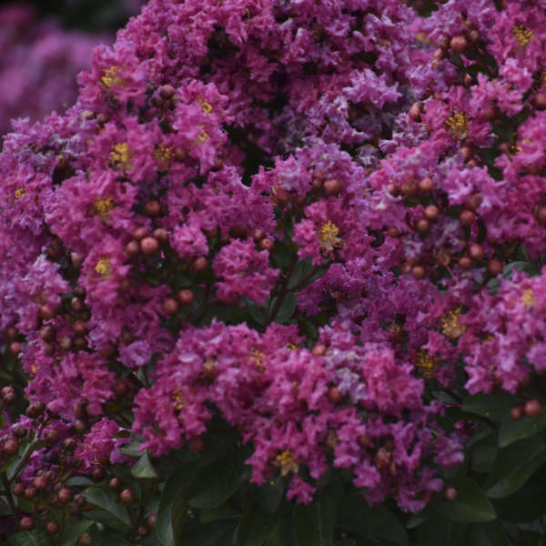 Lagerstroemia 'Spiced Plum' Crapemyrtle