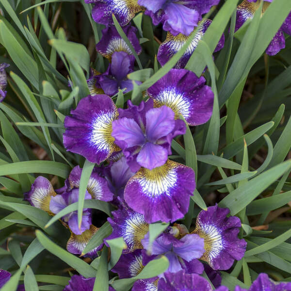 Iris 'Jewelled Crown' Siberian Iris