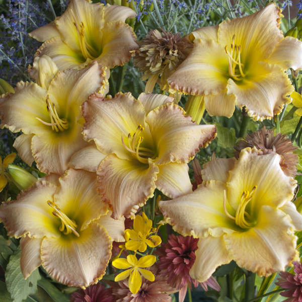 Hemerocallis 'Pizza Crust' Daylily