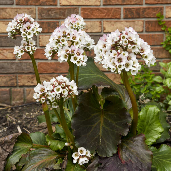 Bergenia 'Happily Ever After' Heartleaf Bergenia